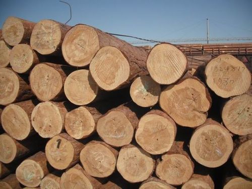 俄罗斯樟子松原木 - 建材原木 - 家具产品 - 中国家具网
